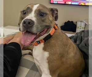 American Pit Bull Terrier-Unknown Mix Dogs for adoption in Royse City, TX, USA