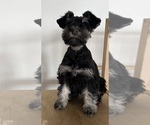Small #5 Schnauzer (Miniature)