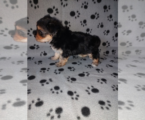 Medium Photo #9 Morkie Puppy For Sale in LAPEER, MI, USA