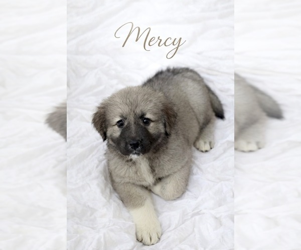 Medium Photo #3 Caucasian Shepherd Dog Puppy For Sale in AKELEY, MN, USA