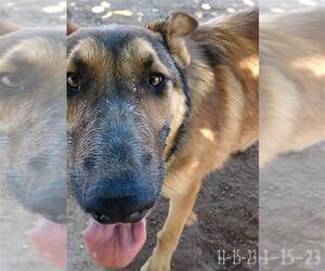 Cilantro - ** - Male German Shepherd Dog-Unknown Mix Dog for Adoption - Photo #5