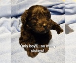Small Photo #10 Schnoodle (Miniature) Puppy For Sale in MILTON, FL, USA