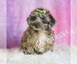 Small #2 YorkiePoo