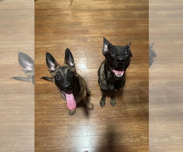 Medium Photo #4 Mutt Puppy For Sale in Imlay City, MI, USA