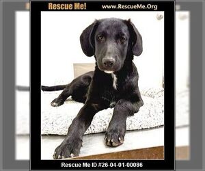 Labrador Retriever-Unknown Mix Dogs for adoption in Cave Creek, AZ, USA