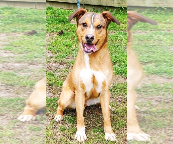 Medium Photo #5 Labrador Retriever-Unknown Mix Puppy For Sale in Woodbury, NY, USA