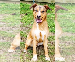 CODY - Male Labrador Retriever-Unknown Mix Dog for Adoption - Photo #5