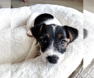 Jack Russell Terrier Puppy for sale in ELK GROVE, CA, USA