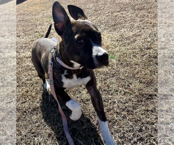 Medium Photo #2 Mutt Puppy For Sale in Rustburg, VA, USA