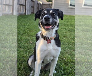 Holly Mae - Female Anatolian Shepherd-Unknown Mix Dog for Adoption - Photo #2
