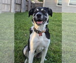 Small #1 Anatolian Shepherd Mix