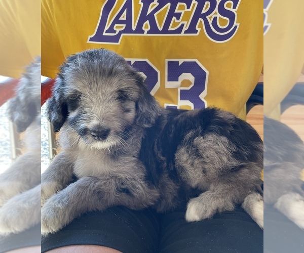 Medium Photo #3 F2 Aussiedoodle Puppy For Sale in BERLIN, NJ, USA