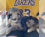 Small Photo #3 F2 Aussiedoodle Puppy For Sale in BERLIN, NJ, USA