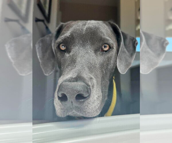 Medium Photo #6 Great Dane-Unknown Mix Puppy For Sale in Bullard, TX, USA