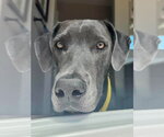 Small Photo #6 Great Dane-Unknown Mix Puppy For Sale in Bullard, TX, USA