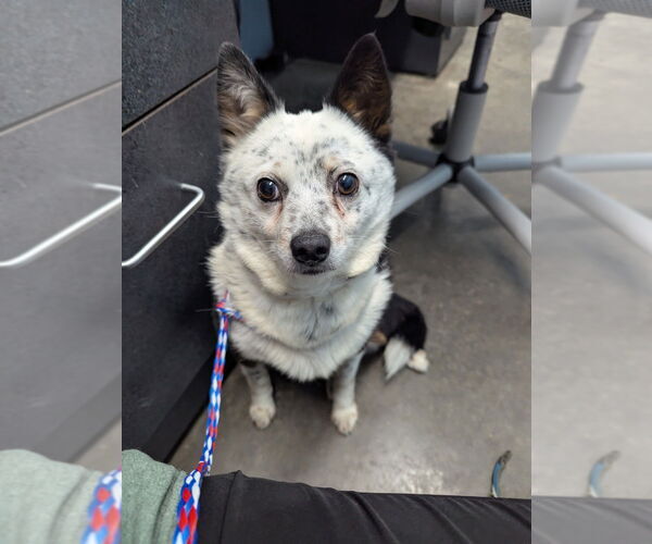 Medium Photo #2 Unknown-Welsh Corgi Mix Puppy For Sale in Evansville, IN, USA