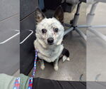 Small #1 Welsh Corgi Mix