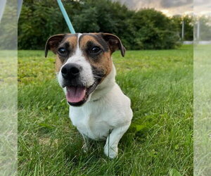 Lucky - Male Jack Russell Terrier-Unknown Mix Dog for Adoption - Photo #2