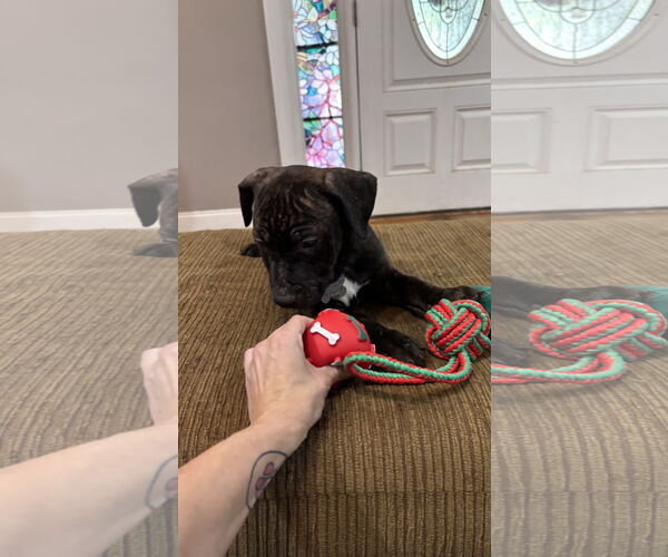 Medium Photo #7 Staffordshire Bull Terrier-Unknown Mix Puppy For Sale in Holly Springs, NC, USA