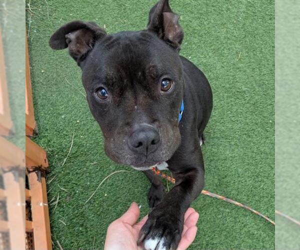 Medium Photo #2 Mutt Puppy For Sale in Las Vegas, NV, USA