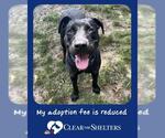 Small Labrador Retriever Mix
