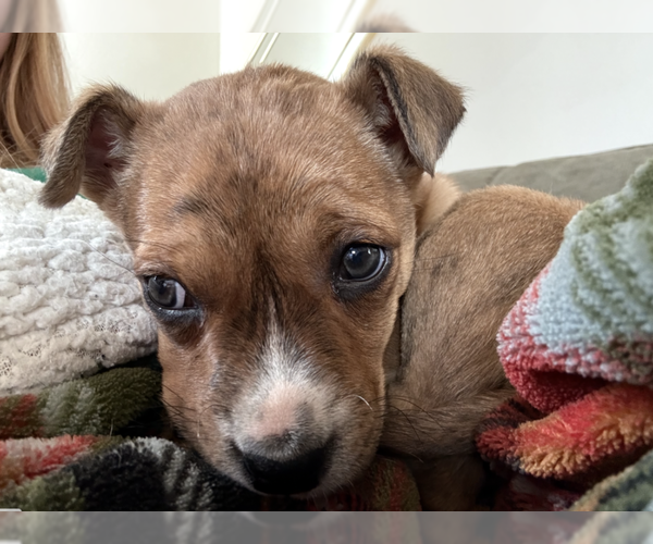 Medium Photo #1 Boxer-Unknown Mix Puppy For Sale in Bellevue, WA, USA