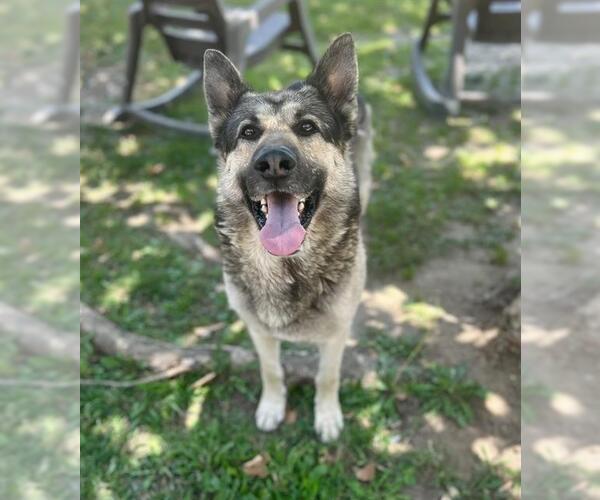 Medium Photo #2 German Shepherd Dog Puppy For Sale in Riverside, CA, USA