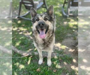 BISCUIT - Male German Shepherd Dog Dog for Adoption - Photo #2