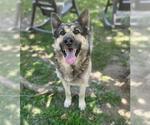 Small #1 German Shepherd Dog