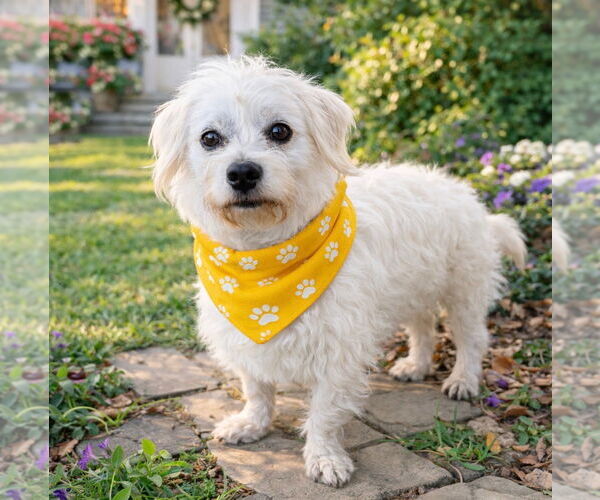 Medium Photo #5 Maltese-Unknown Mix Puppy For Sale in Euless, TX, USA