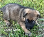 Puppy Mr Green Jeans German Shepherd Dog