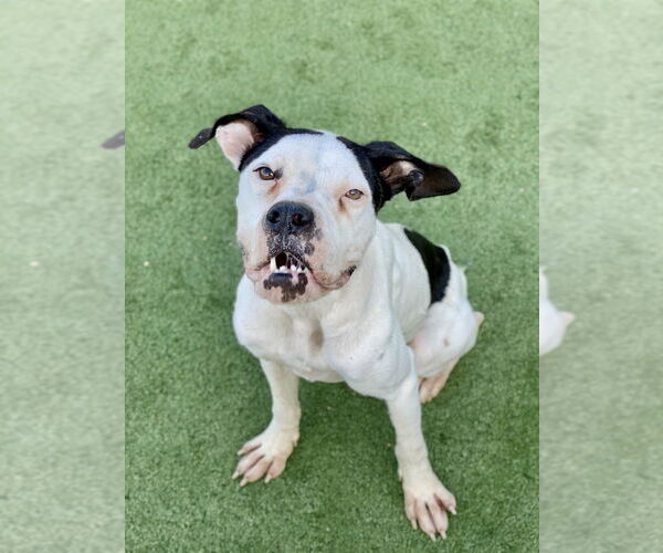 Medium Photo #2 Boxer Puppy For Sale in Austin, TX, USA