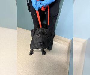 Rottweiler-Unknown Mix Dogs for adoption in Newton, NC, USA