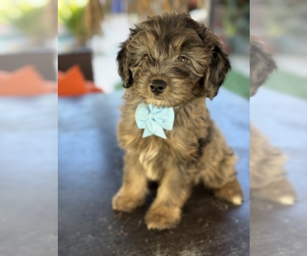 Medium Photo #7 Aussiedoodle Miniature  Puppy For Sale in MENIFEE, CA, USA