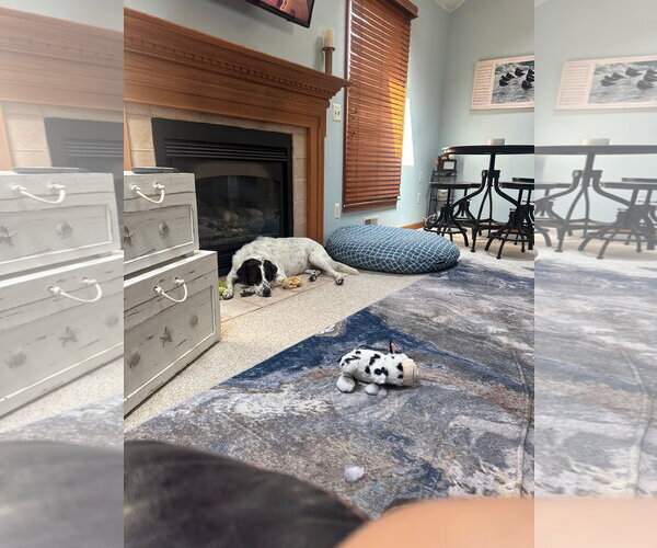 Medium Photo #7 Border Point Puppy For Sale in Oakhurst, NJ, USA