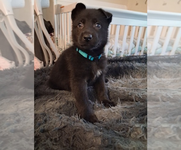 Medium Photo #1 German Shepherd Dog Puppy For Sale in MIDDLETOWN, CT, USA