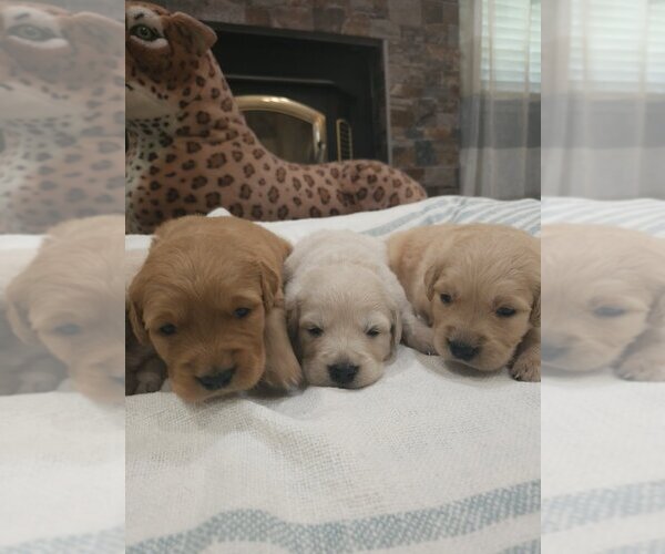 Medium Photo #6 Golden Retriever Puppy For Sale in SACRAMENTO, CA, USA