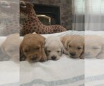 Small #5 Golden Retriever