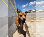 Small #2 Labrador Retriever Mix