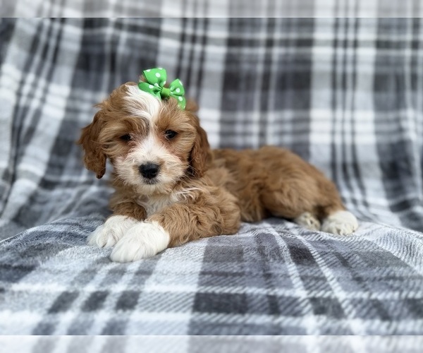 Medium Photo #7 Cavapoo (Miniature) Puppy For Sale in LAKELAND, FL, USA