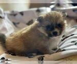Small Photo #2 Pomsky Puppy For Sale in HAMDEN, CT, USA