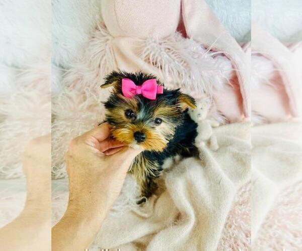 Medium Photo #2 Yorkshire Terrier Puppy For Sale in TAMPA, FL, USA