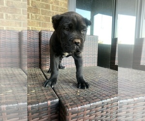 Cane Corso Puppy for Sale in KINGS MOUNTAIN, North Carolina USA