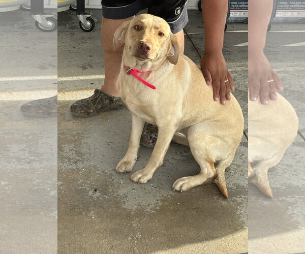 Medium Photo #3 Mutt Puppy For Sale in Valrico, FL, USA
