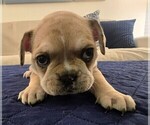 Small Photo #63 French Bulldog Puppy For Sale in CHINO HILLS, CA, USA