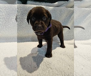 Medium Labrador Retriever