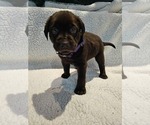 Puppy Purple Labrador Retriever