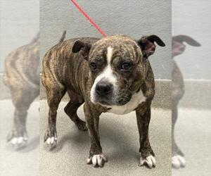 American Pit Bull Terrier-Unknown Mix Dogs for adoption in Las Vegas, NV, USA