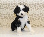 Small Photo #4 Miniature Bernedoodle Puppy For Sale in DENVER, PA, USA