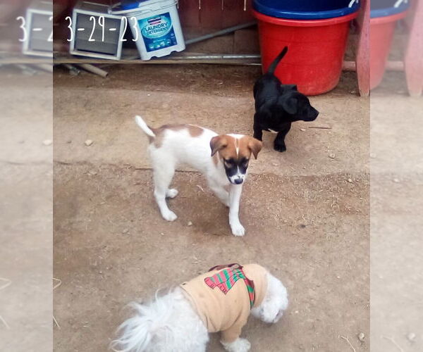 Medium Photo #15 Mutt Puppy For Sale in Apple Valley, CA, USA